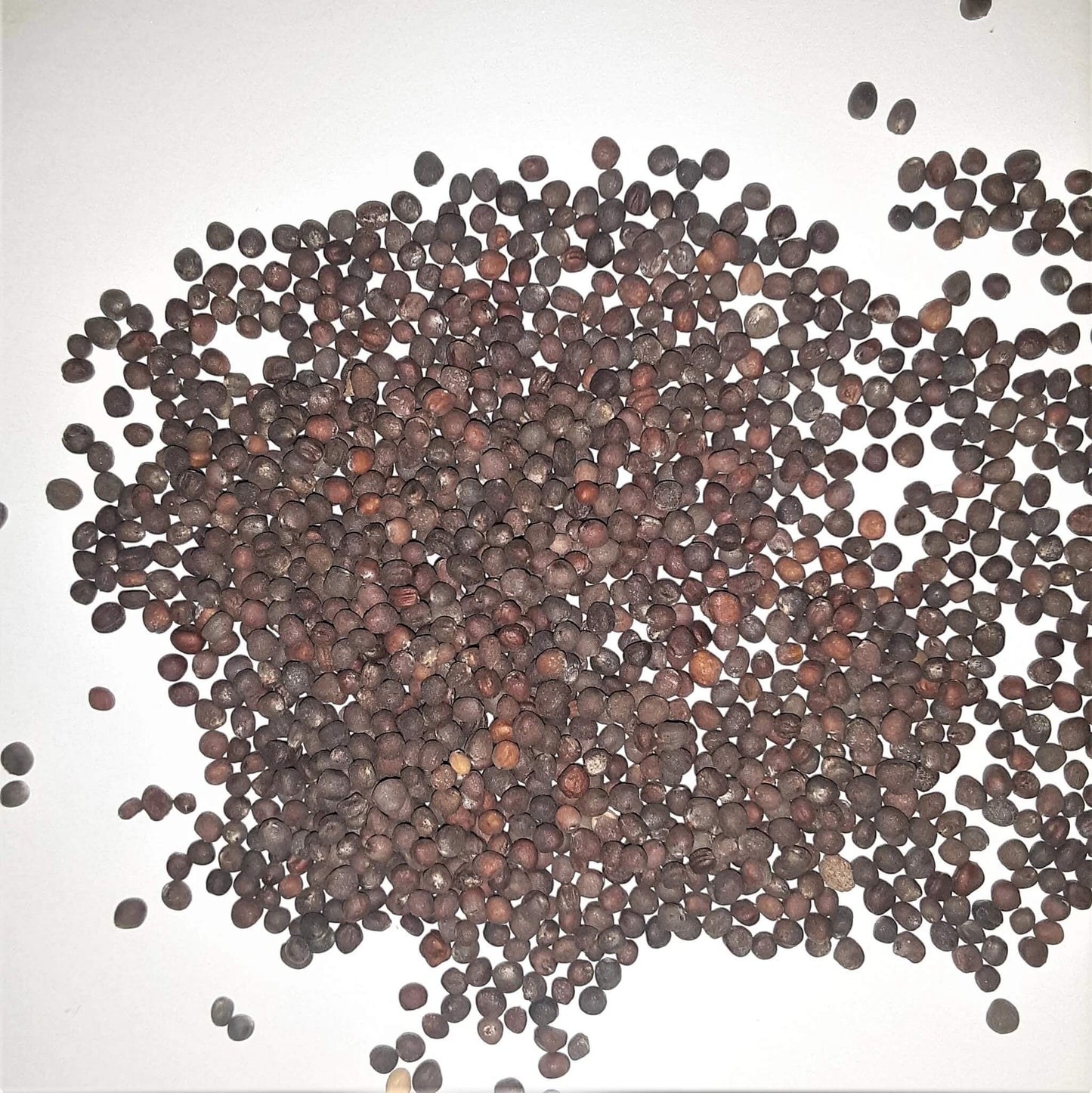 Green Collard Seeds