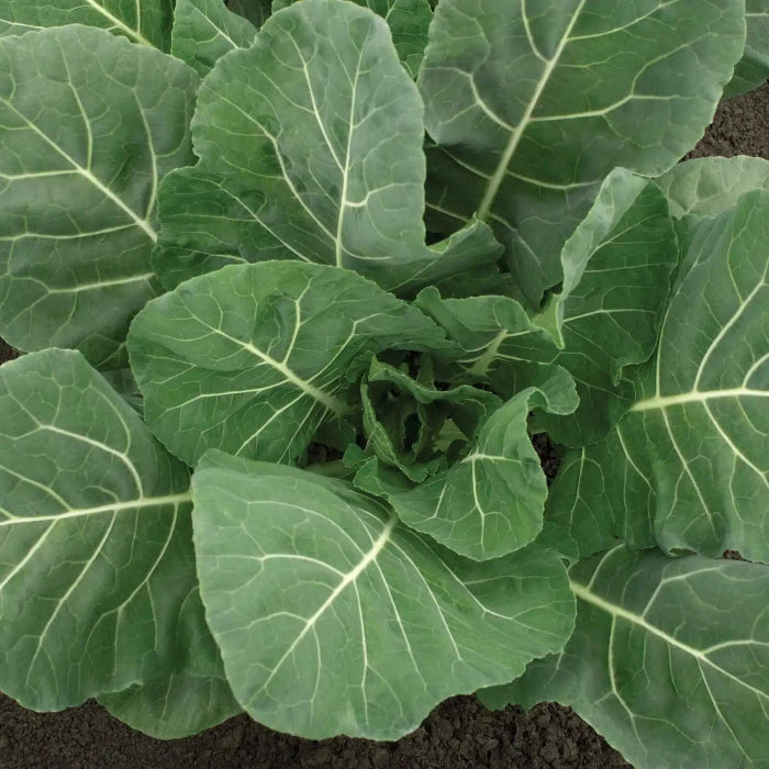 Green Collard Seeds