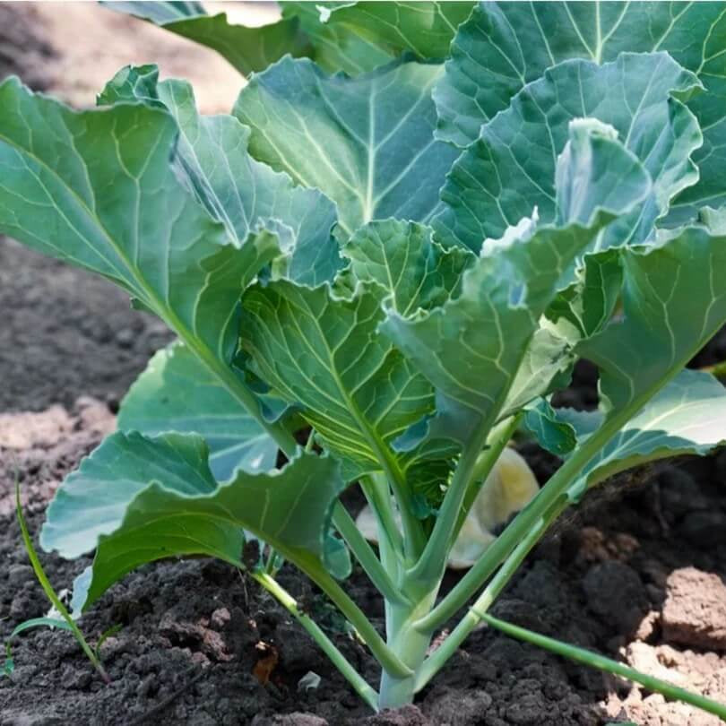 Green Collard Seeds