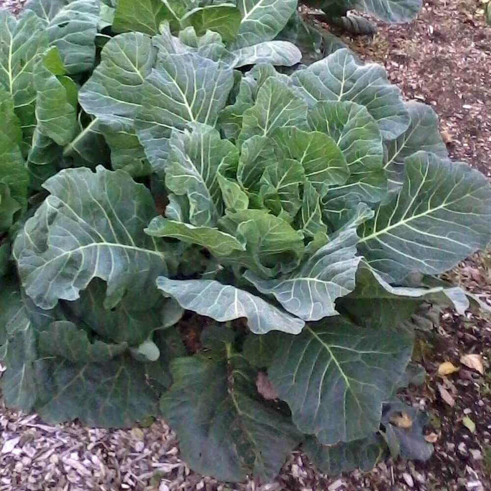 Green Collard Seeds