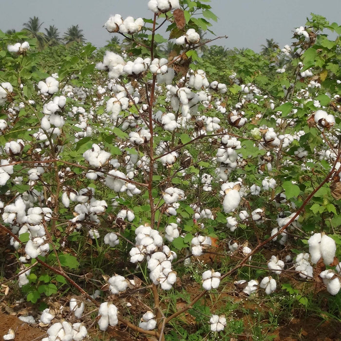 Green Cotton Seeds - Herbal Plant