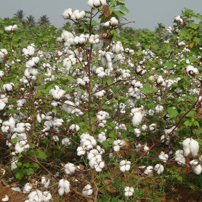 Green Cotton Seeds - Herbal Plant