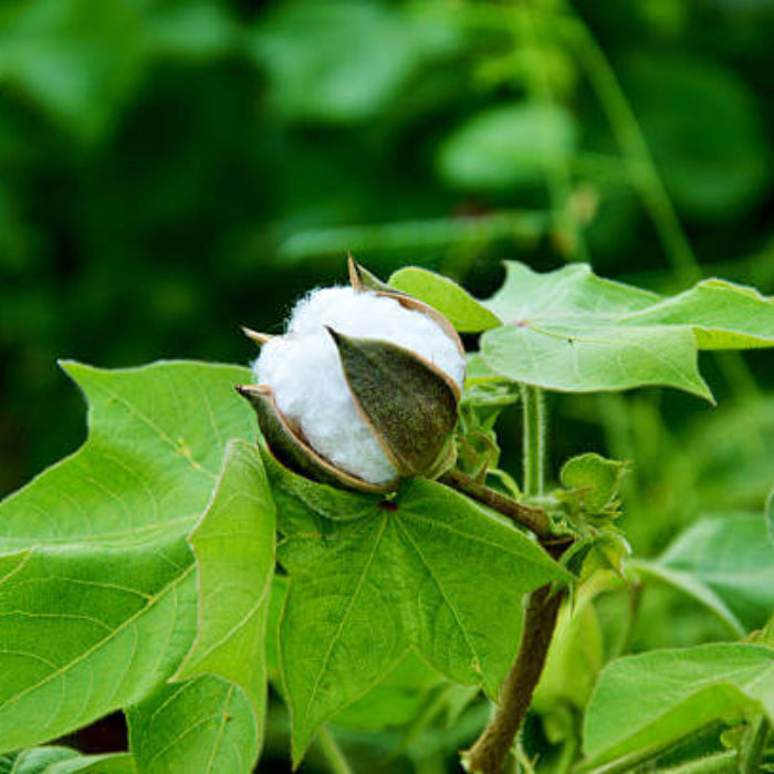 Green Cotton Seeds - Herbal Plant