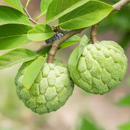 Green Custard Apple Seeds 
