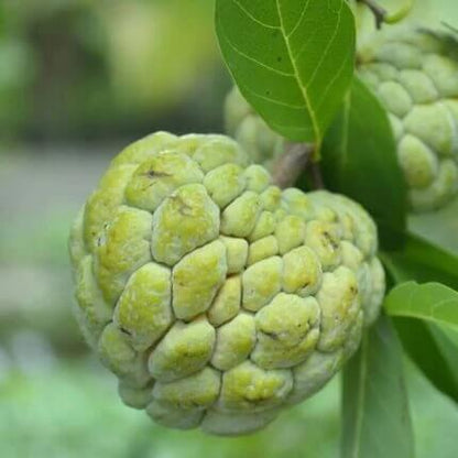 Green Custard Apple Seeds 