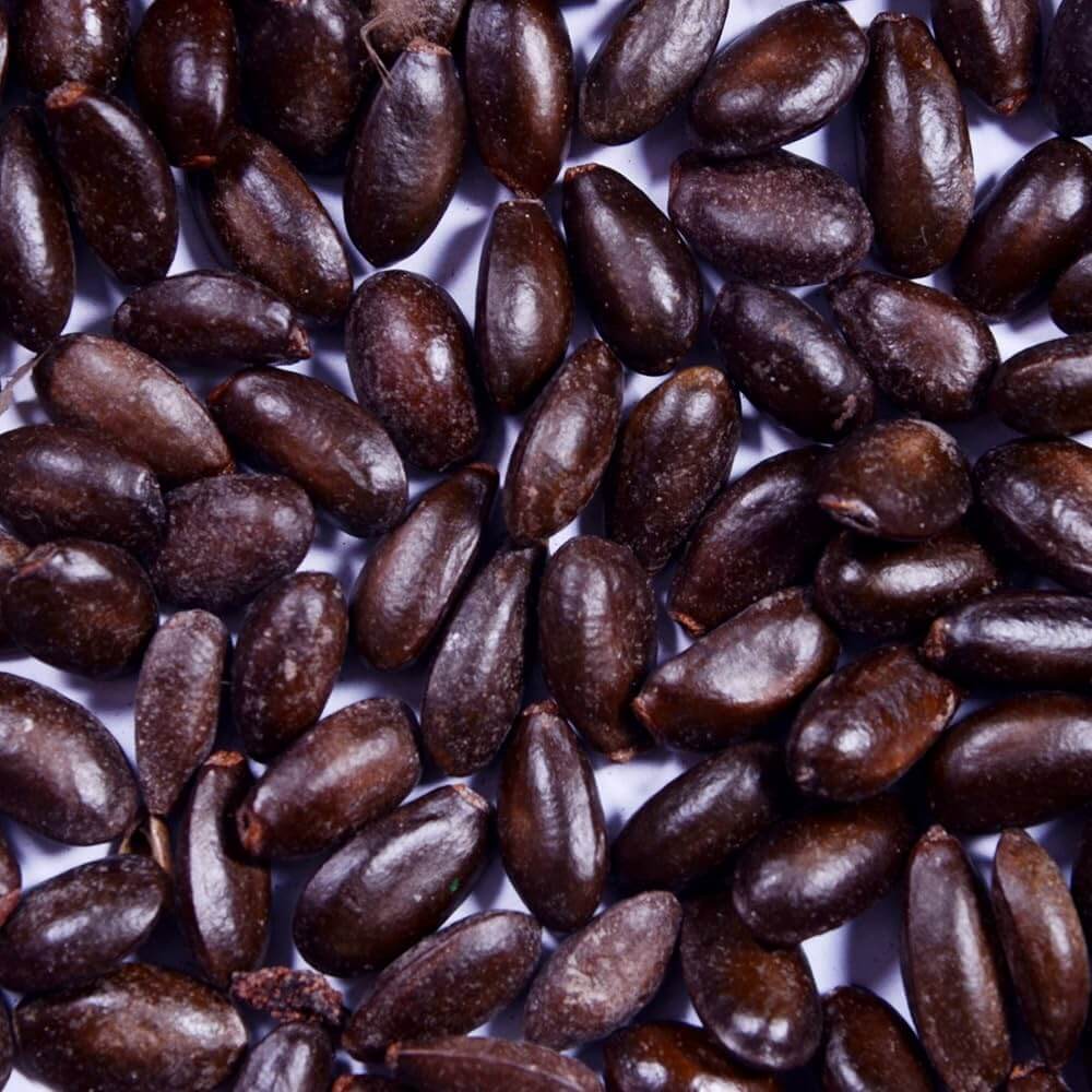 Green Custard Apple Seeds 