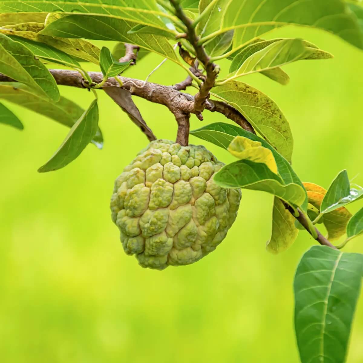 Green Custard Apple Seeds 
