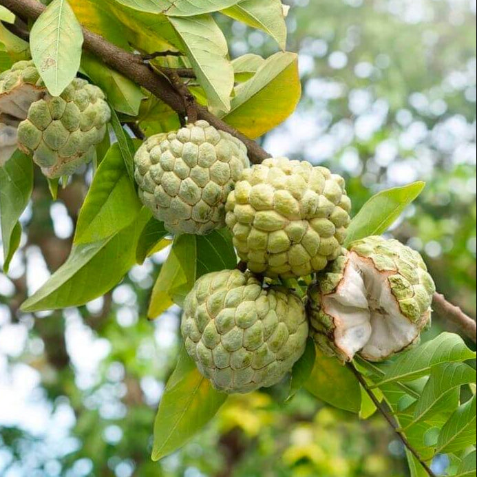 Green Custard Apple Seeds 
