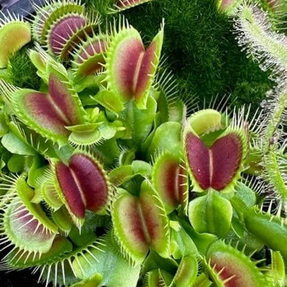Green Dragon Venus Flytrap Seeds