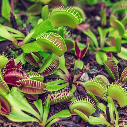 Green Dragon Venus Flytrap Seeds