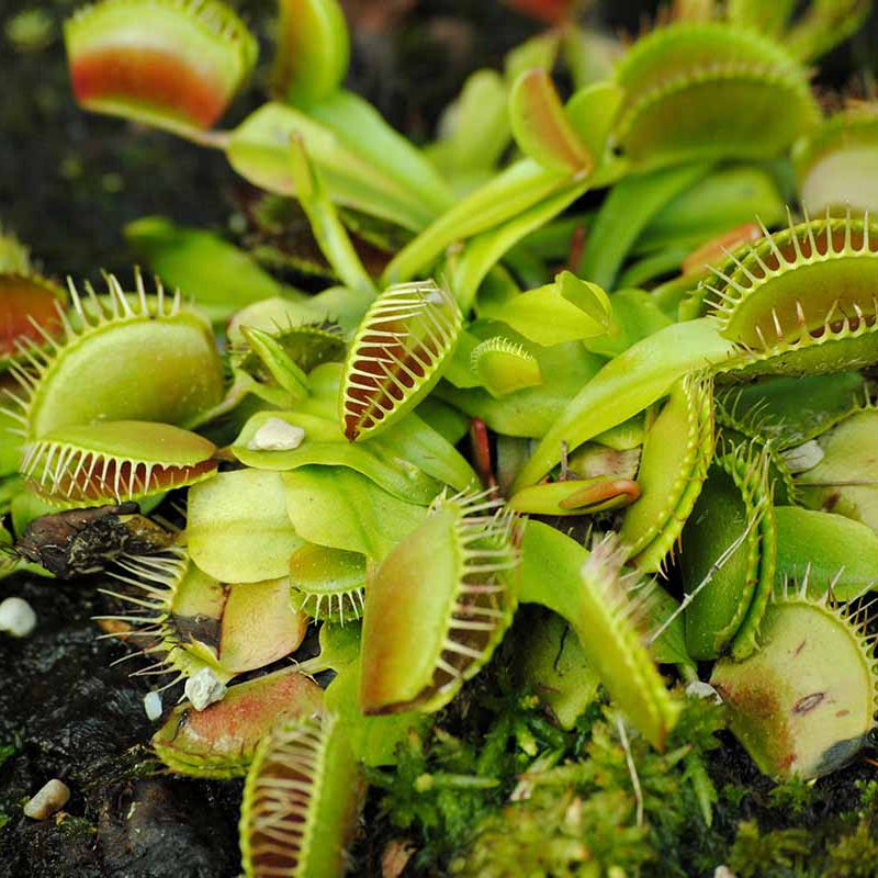 Green Dragon Venus Flytrap Seeds