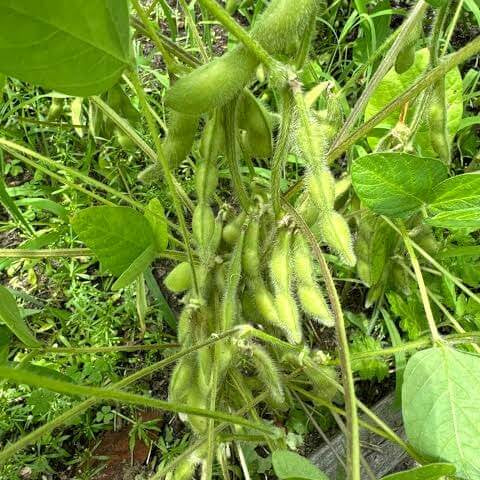 Green Edamame Seeds