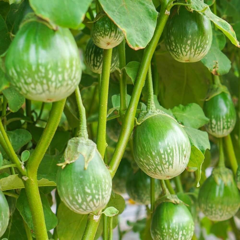 Green Eggplant Seeds