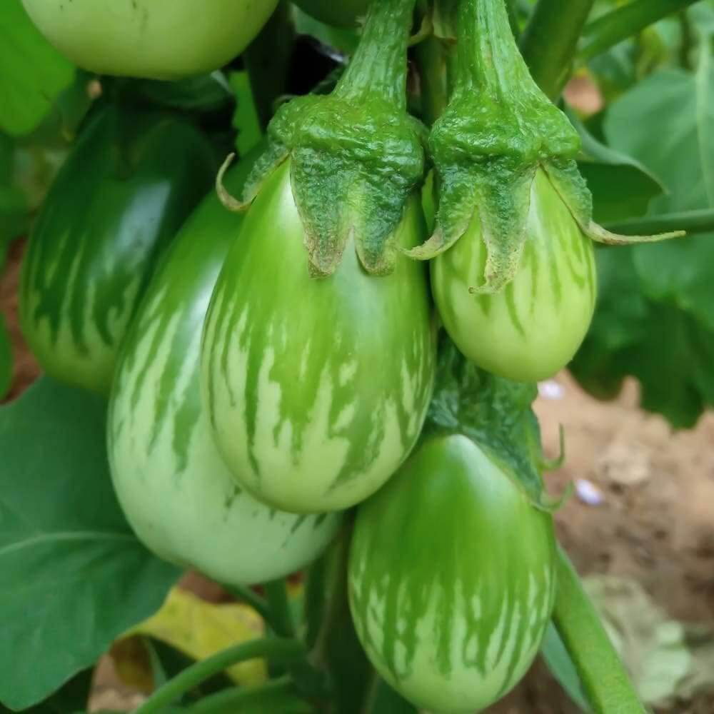 Green Eggplant Seeds
