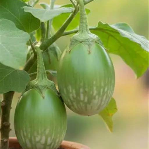 Green Eggplant Seeds