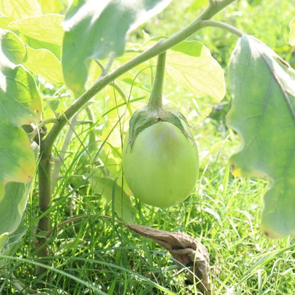 Green Eggplant Seeds