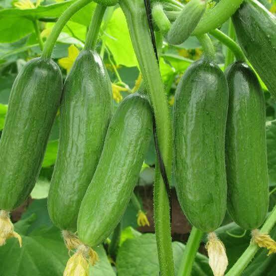 Green Fingers Cucumber Seeds
