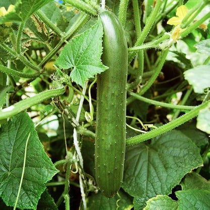 Green Fingers Cucumber Seeds