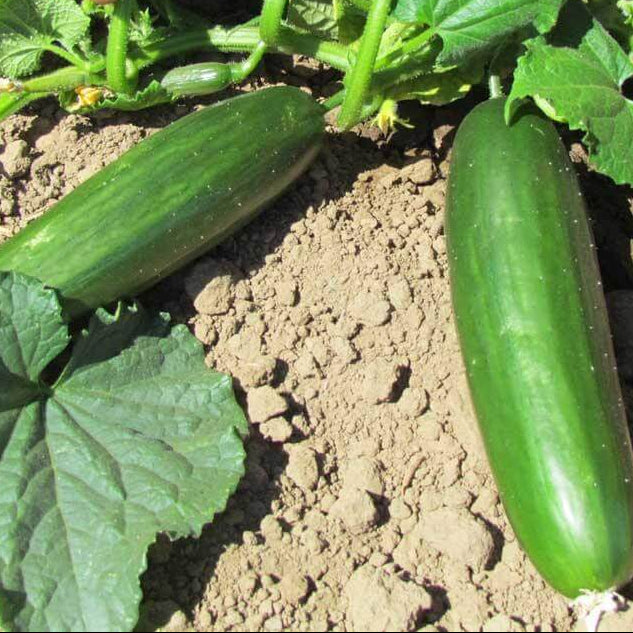 Green Fingers Cucumber Seeds