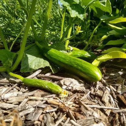 Green Fingers Cucumber Seeds