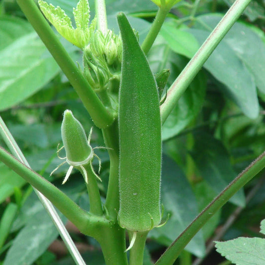 Green Fingers Okra Seeds - Heirloom Vegetable Plant for Home Gardens