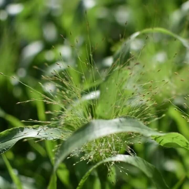 Green Frosted Explosion Seeds