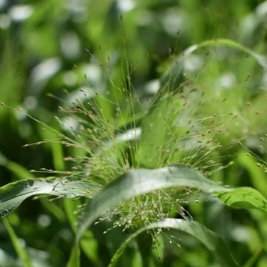 Green Frosted Explosion Seeds