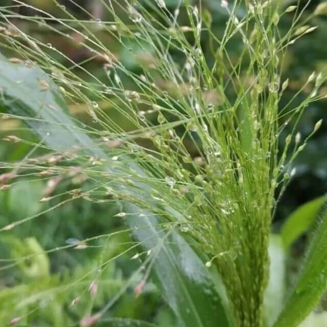 Green Frosted Explosion Seeds