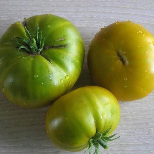 Green Giant Tomato Seeds