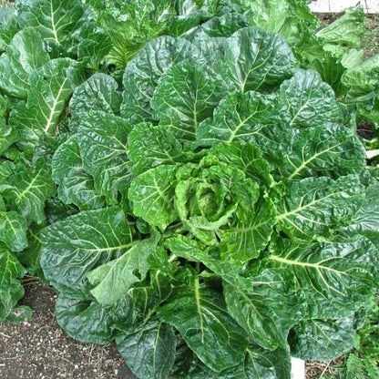 Green Glaze Collard Green Seeds
