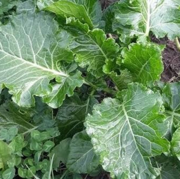 Green Glaze Collard Green Seeds
