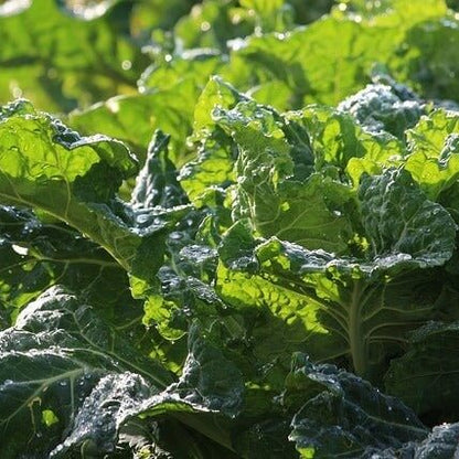 Green Glaze Collard Green Seeds