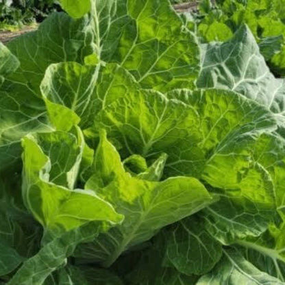 Green Glaze Collard Green Seeds