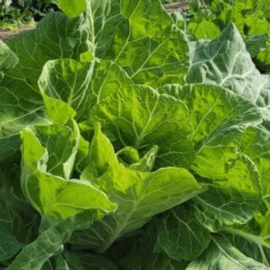 Green Glaze Collard Green Seeds