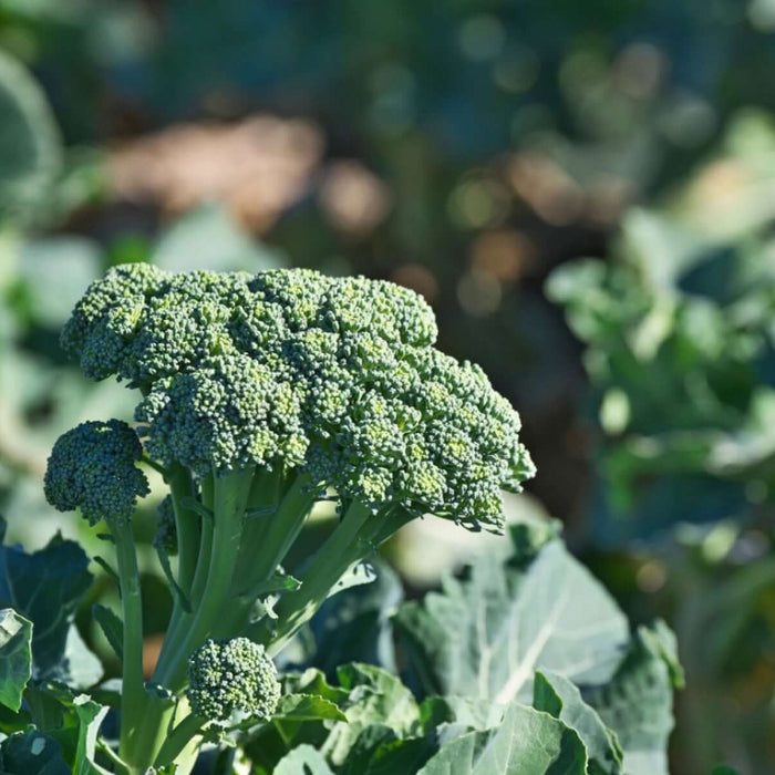 Green Goliath Broccoli Seeds - Vegetable Plant