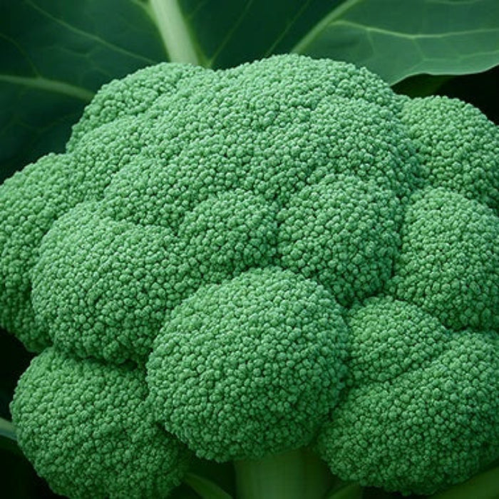 Green Goliath Broccoli Seeds - Vegetable Plant