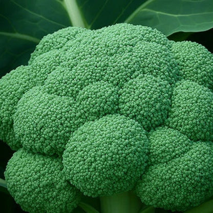 Green Goliath Broccoli Seeds - Vegetable Plant