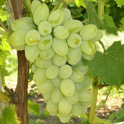 Green Grape Seeds - Fruit Plant
