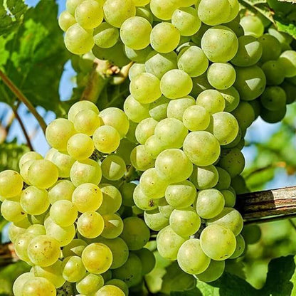 Green Grape Seeds - Fruit Plant