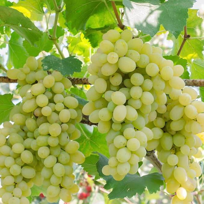 Green Grape Seeds - Fruit Plant