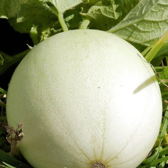 Green Honeydew Melon Seeds
