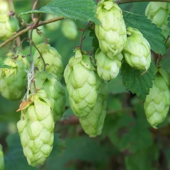 Green Hops Seeds