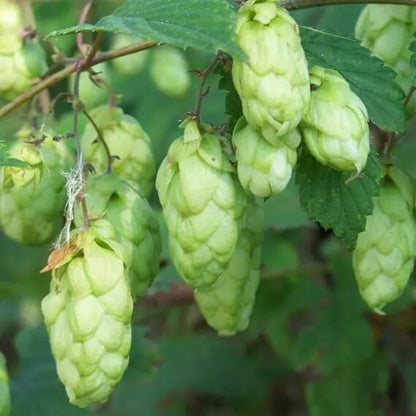 Green Hops Seeds