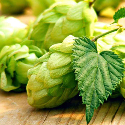 Green Hops Seeds