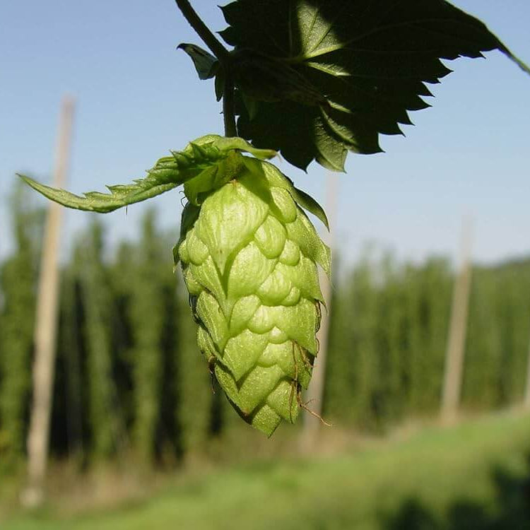 Green Hops Seeds