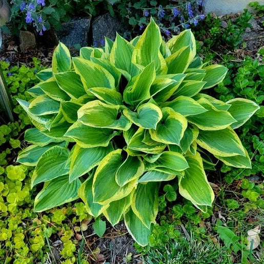 Green Hosta Seeds