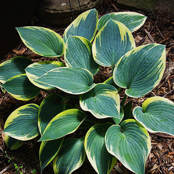 Green Hosta Seeds