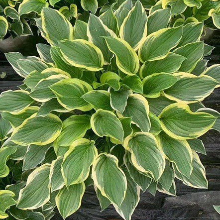 Green Hosta Seeds