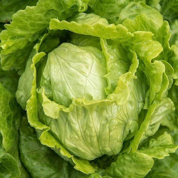 Green Ice Lettuce Seeds