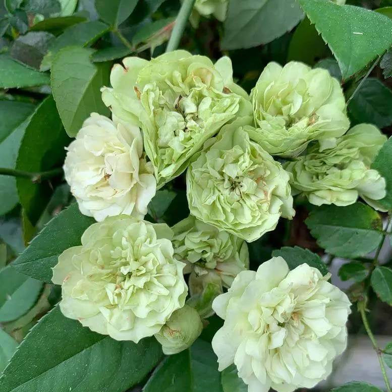 Green Ice Miniature Rose Seeds - Heirloom Flower Plant for Home Gardens